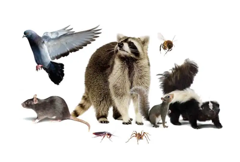 Raccoon, squirrel, skunk, rat and pigeon