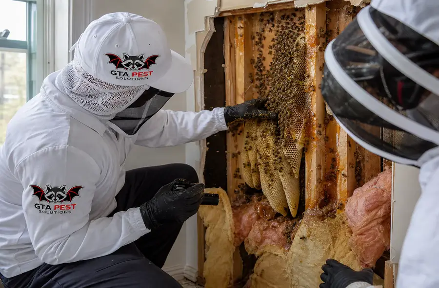 Honey bee hive and comb inside a residential wall