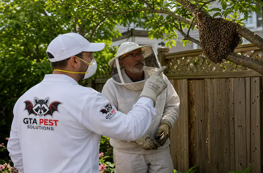 Technician and beekeeper assessing a honey bee swarm