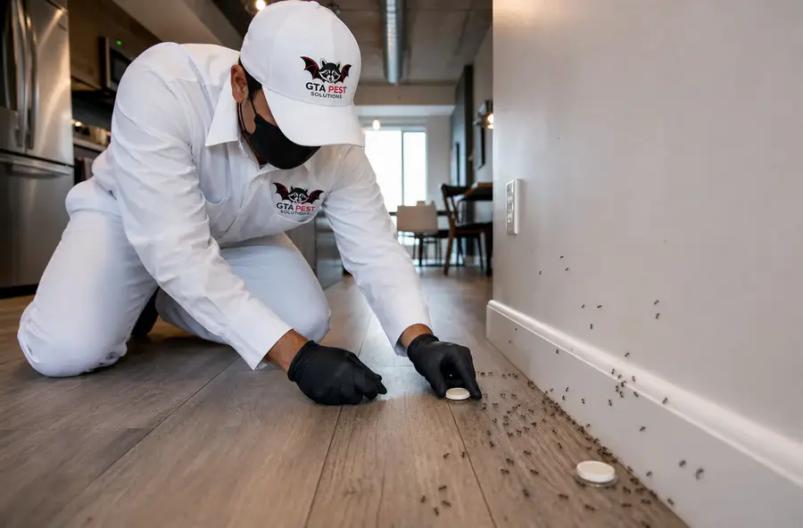 Technician treating a pharaoh ant infestation along a wall
