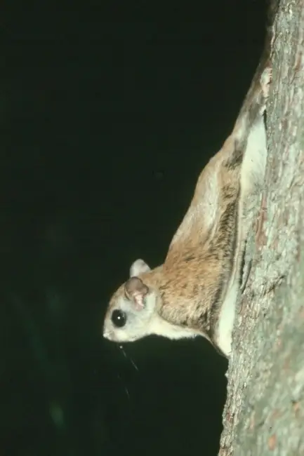 Northern flying squirrel