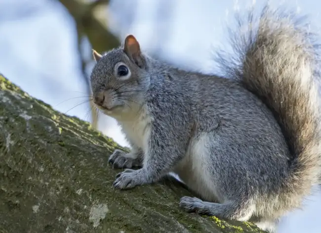 Eastern grey squirrel perched on a tree