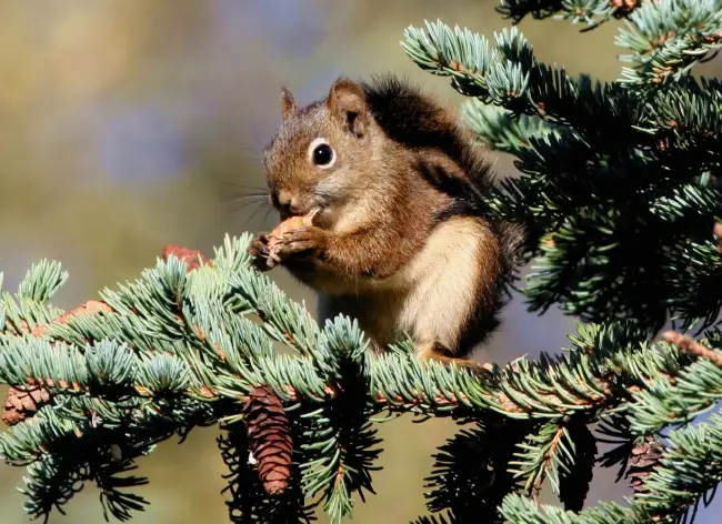 American red squirrel among evergreen branches